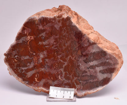 Stromatolite Inzeria Intia Fossil Polished Slice, N.T Australia S339