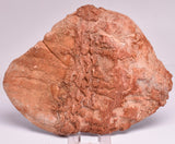 Stromatolite Inzeria Intia Fossil Polished Slice, N.T Australia S339