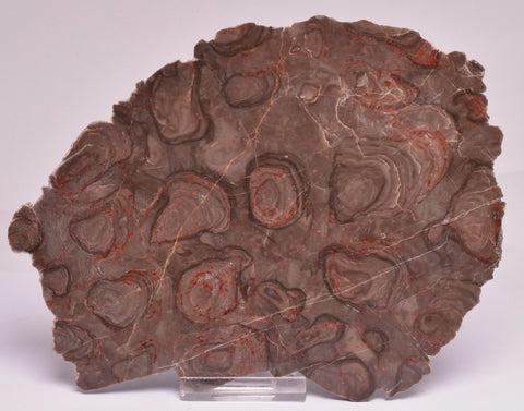 Stromatolite Inzeria Intia Fossil Polished Slice, N.T Australia S307