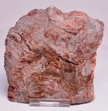 Stromatolite Inzeria Intia Fossil Polished Slice, N.T Australia S337
