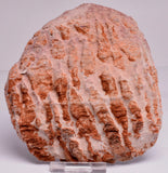 Stromatolite Inzeria Intia Fossil Polished Slice, N.T Australia S335
