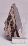 Stromatolite Inzeria Intia Fossil Polished Slice, N.T Australia S341