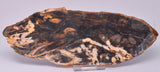 FOSSIL PEANUT WOOD SLICE, Western Australia S388