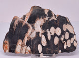 FOSSIL PEANUT WOOD SLICE, Western Australia S382