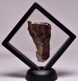 Stromatolite Inzeria Intia Fossil Polished Slice, N.T Australia S364