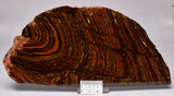 BANDED TIGER IRON FOSSIL Polished Slice, AUSTRALIA S395