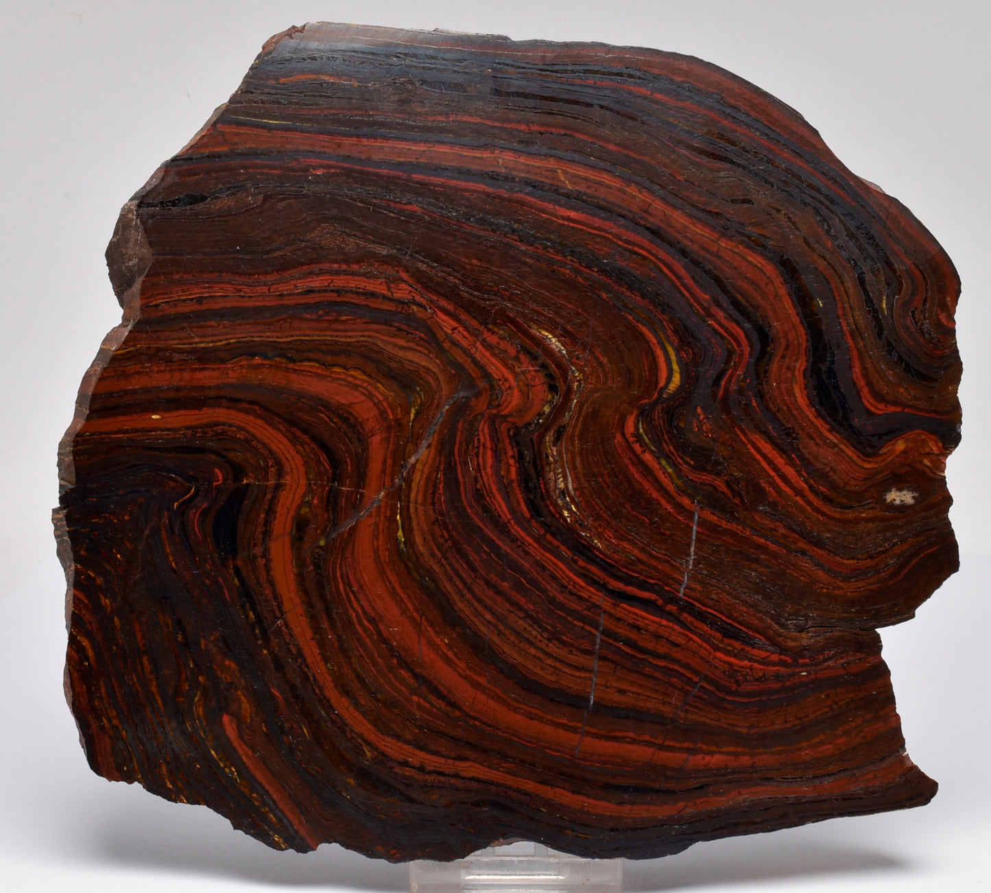 BANDED TIGER IRON Polished Slice, AUSTRALIA S399