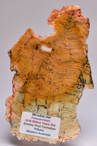Stromatolite FOSSIL STRELLEY POOL SLICE S412