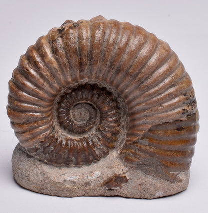 AMMONITE, Tropaeum jackii, WALSH RIVER, AUSTRALIA F137