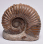 AMMONITE, Tropaeum jackii, WALSH RIVER, AUSTRALIA F137