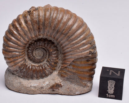 AMMONITE, Tropaeum jackii, WALSH RIVER, AUSTRALIA F137