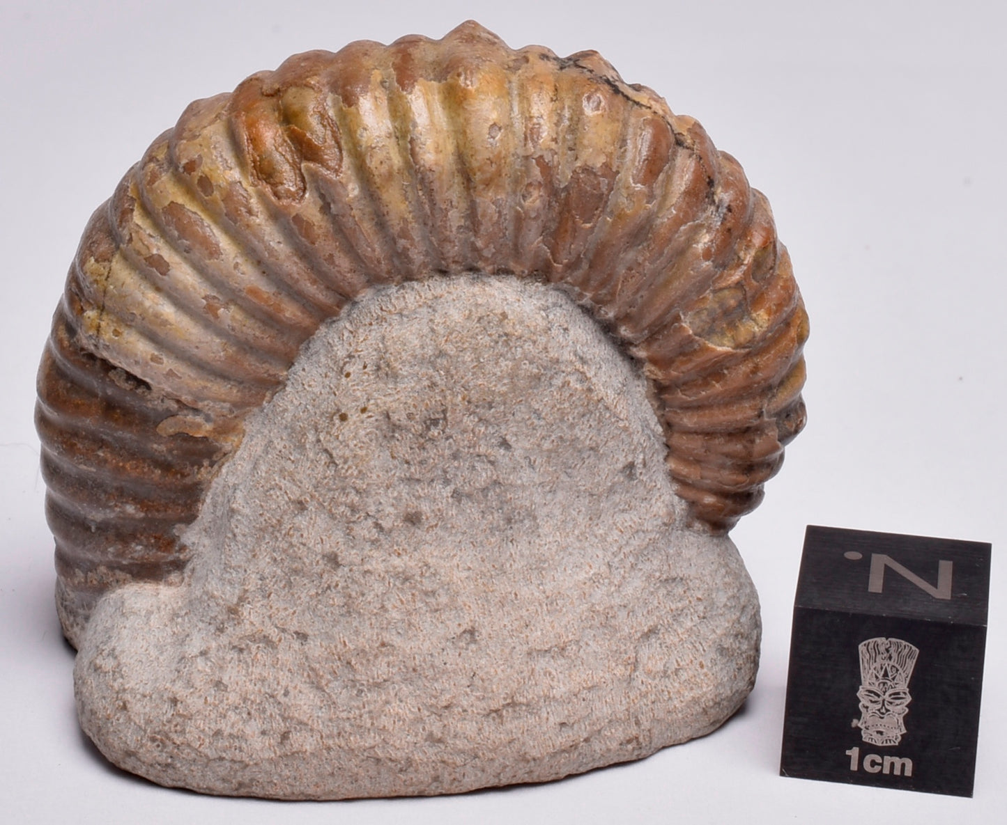 AMMONITE, Tropaeum jackii, WALSH RIVER, AUSTRALIA F137