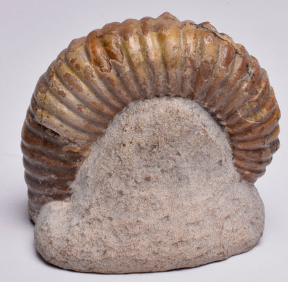 AMMONITE, Tropaeum jackii, WALSH RIVER, AUSTRALIA F137