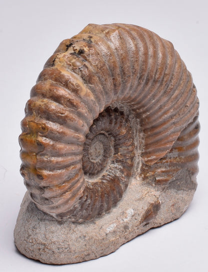 AMMONITE, Tropaeum jackii, WALSH RIVER, AUSTRALIA F137