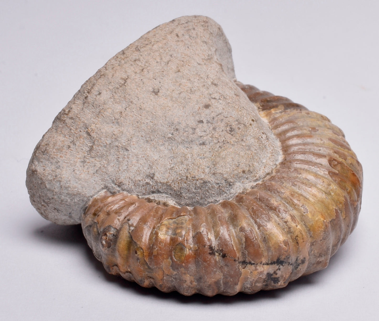 AMMONITE, Tropaeum jackii, WALSH RIVER, AUSTRALIA F137