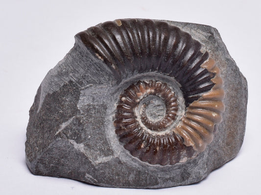 AMMONITE, Tropaeum jackii, WALSH RIVER, AUSTRALIA F26