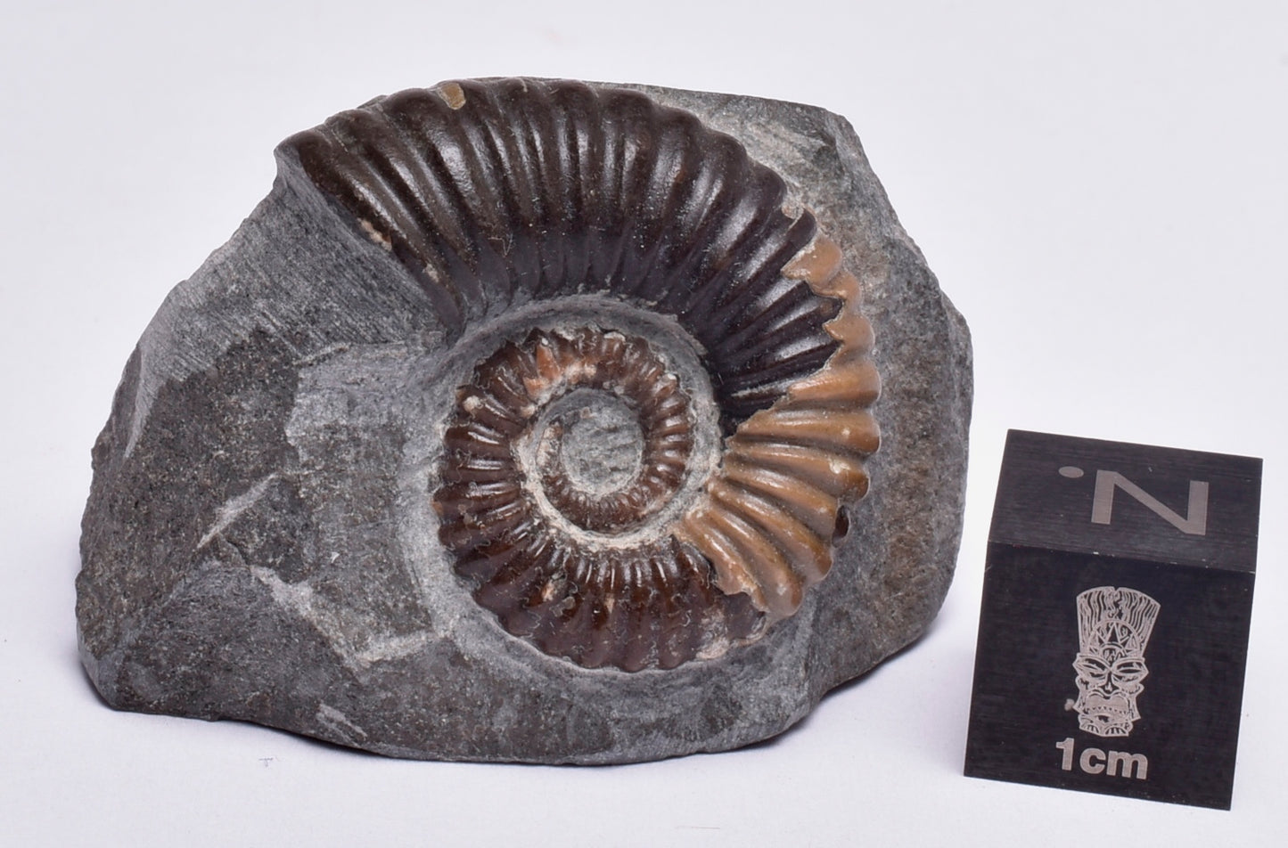 AMMONITE, Tropaeum jackii, WALSH RIVER, AUSTRALIA F26