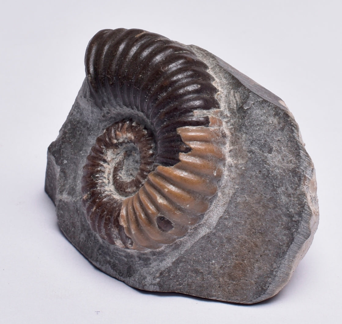 AMMONITE, Tropaeum jackii, WALSH RIVER, AUSTRALIA F26