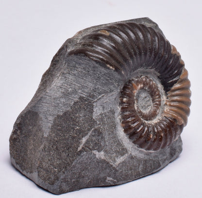 AMMONITE, Tropaeum jackii, WALSH RIVER, AUSTRALIA F26