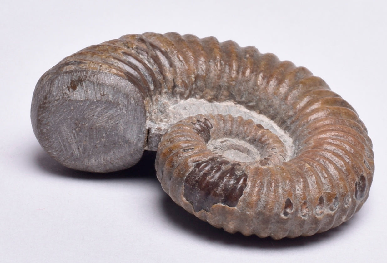 AMMONITE, Tropaeum jackii, WALSH RIVER, AUSTRALIA F28