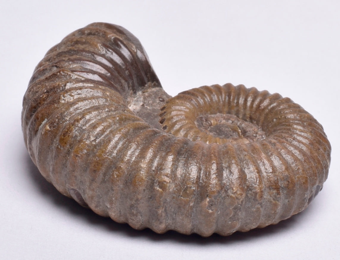 AMMONITE, Tropaeum jackii, WALSH RIVER, AUSTRALIA F28