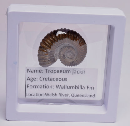 AMMONITE, Tropaeum jackii, WALSH RIVER, AUSTRALIA F28