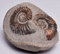 2 x AMMONITE, Tropaeum jackii, WALSH RIVER, AUSTRALIA F108