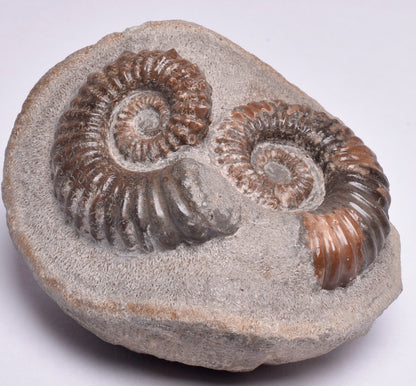 2 x AMMONITE, Tropaeum jackii, WALSH RIVER, AUSTRALIA F108