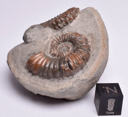 2 x AMMONITE, Tropaeum jackii, WALSH RIVER, AUSTRALIA F108