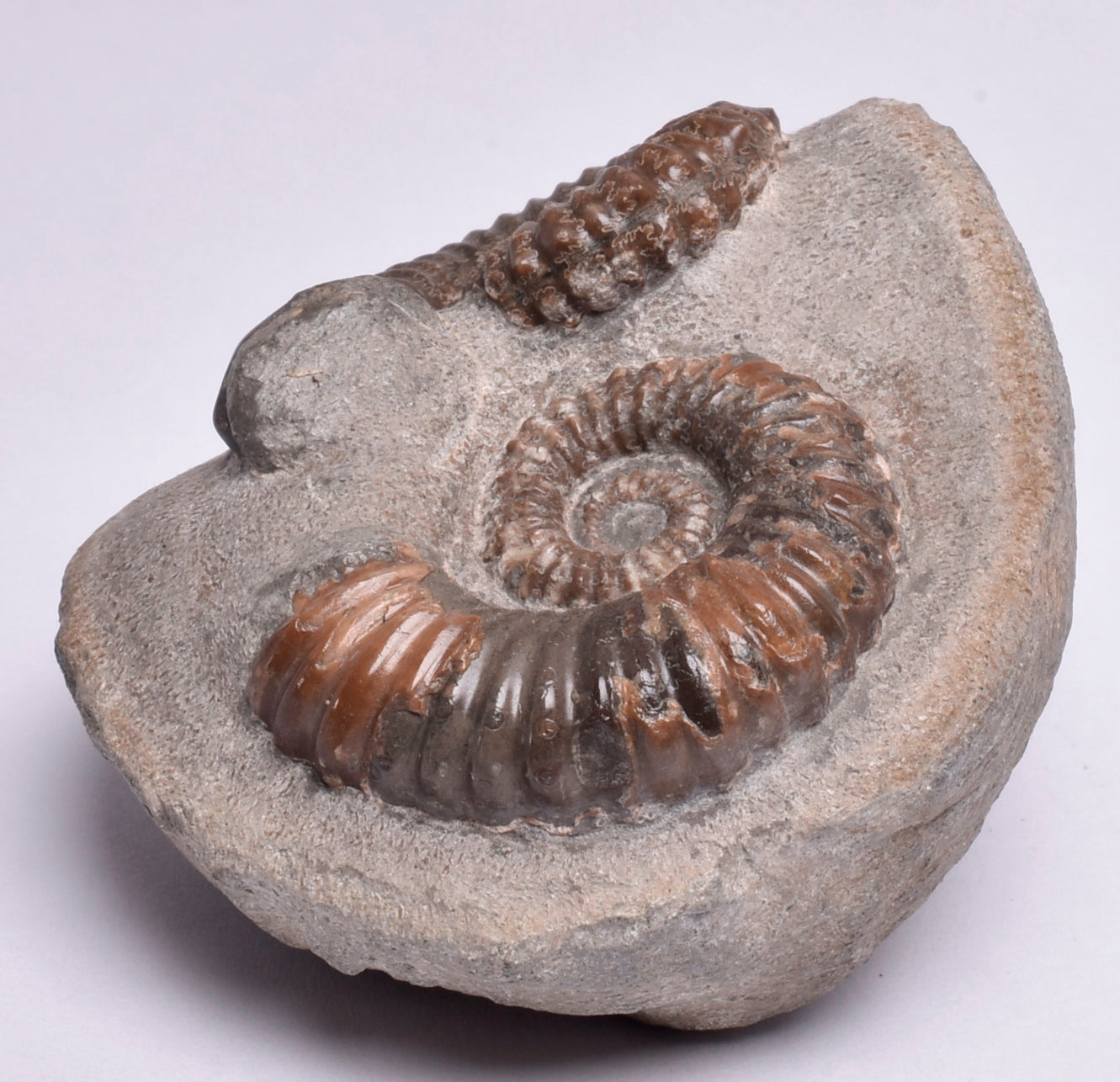 2 x AMMONITE, Tropaeum jackii, WALSH RIVER, AUSTRALIA F108