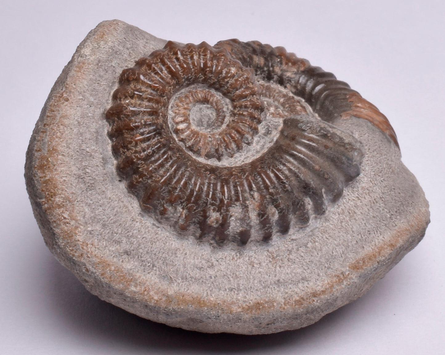 2 x AMMONITE, Tropaeum jackii, WALSH RIVER, AUSTRALIA F108