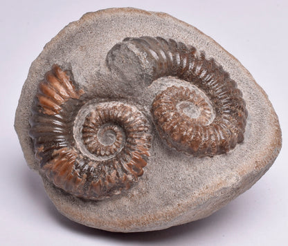 2 x AMMONITE, Tropaeum jackii, WALSH RIVER, AUSTRALIA F108