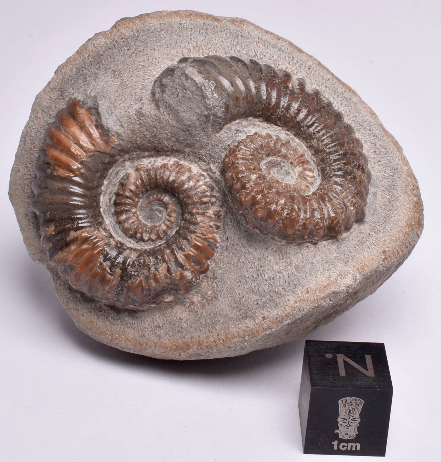 2 x AMMONITE, Tropaeum jackii, WALSH RIVER, AUSTRALIA F108