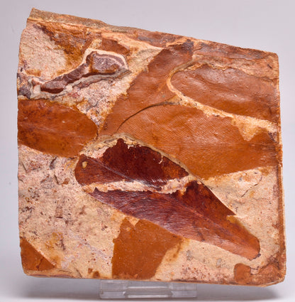 Glossopteris brownii, FOSSIL Plant Leaf, Permian, NSW, Australia F106