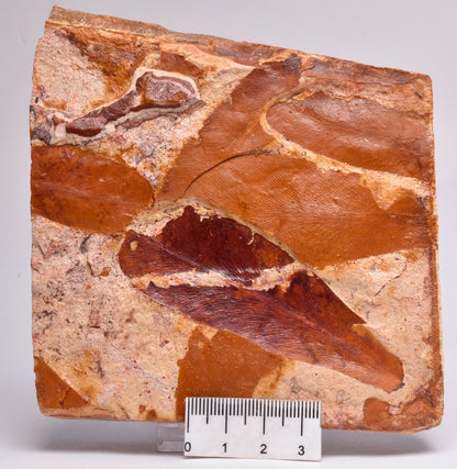 Glossopteris brownii, FOSSIL Plant Leaf, Permian, NSW, Australia F106