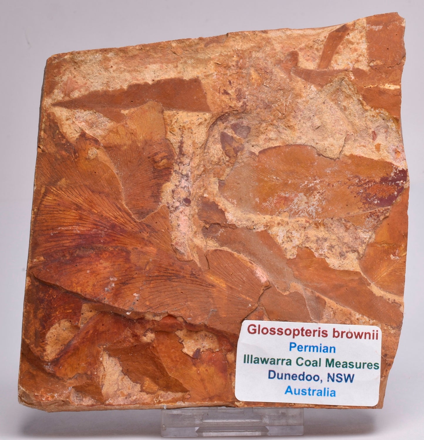 Glossopteris brownii, FOSSIL Plant Leaf, Permian, NSW, Australia F106