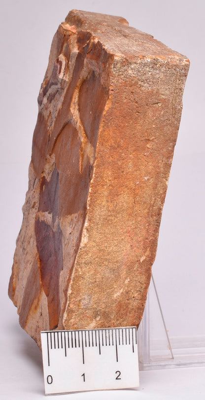 Glossopteris brownii, FOSSIL Plant Leaf, Permian, NSW, Australia F106