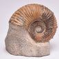 AMMONITE, Tropaeum jackii, WALSH RIVER, AUSTRALIA F112