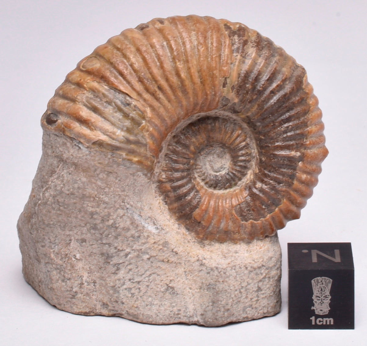 AMMONITE, Tropaeum jackii, WALSH RIVER, AUSTRALIA F112