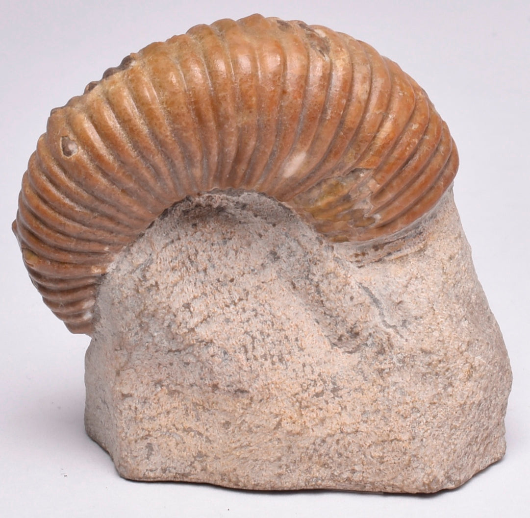 AMMONITE, Tropaeum jackii, WALSH RIVER, AUSTRALIA F112