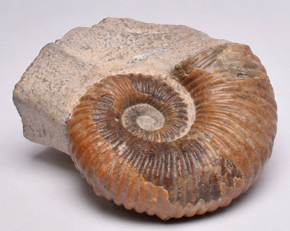 AMMONITE, Tropaeum jackii, WALSH RIVER, AUSTRALIA F112