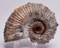 AMMONITE, Tropaeum jackii, WALSH RIVER, AUSTRALIA F113