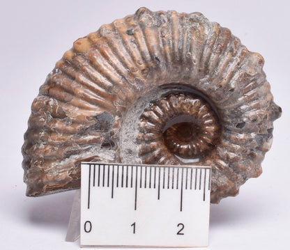 AMMONITE, Tropaeum jackii, WALSH RIVER, AUSTRALIA F113