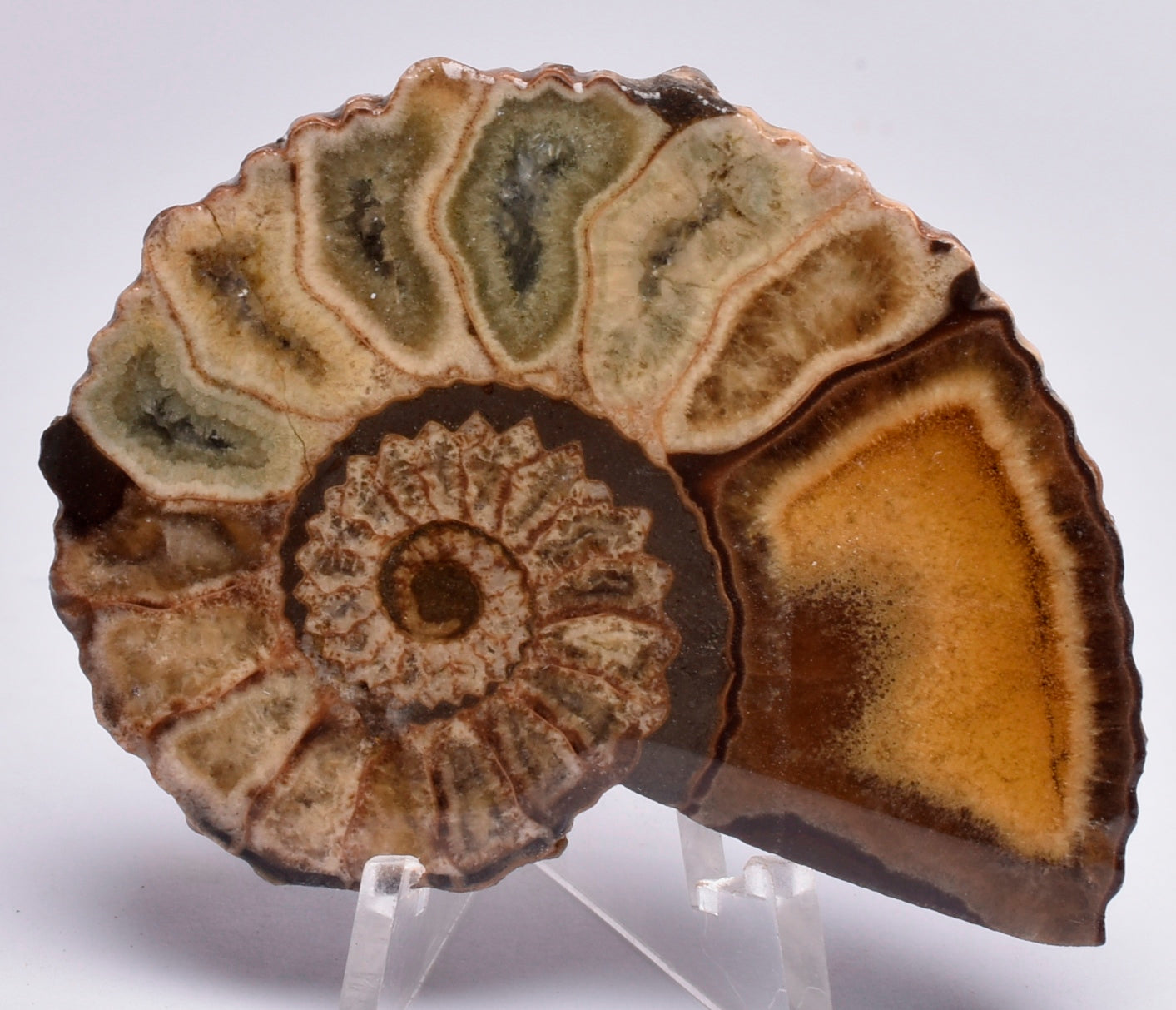 AMMONITE, Tropaeum jackii, WALSH RIVER, AUSTRALIA F113