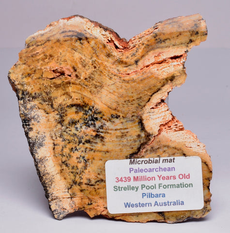 Stromatolite STRELLEY POOL SLICE S508