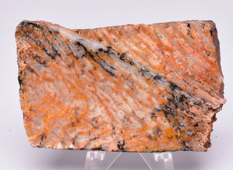 Stromatolite STRELLEY POOL SLICE S517