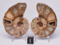 AMMONITE PAIR, Tropaeum jackii, WALSH RIVER, AUSTRALIA F114