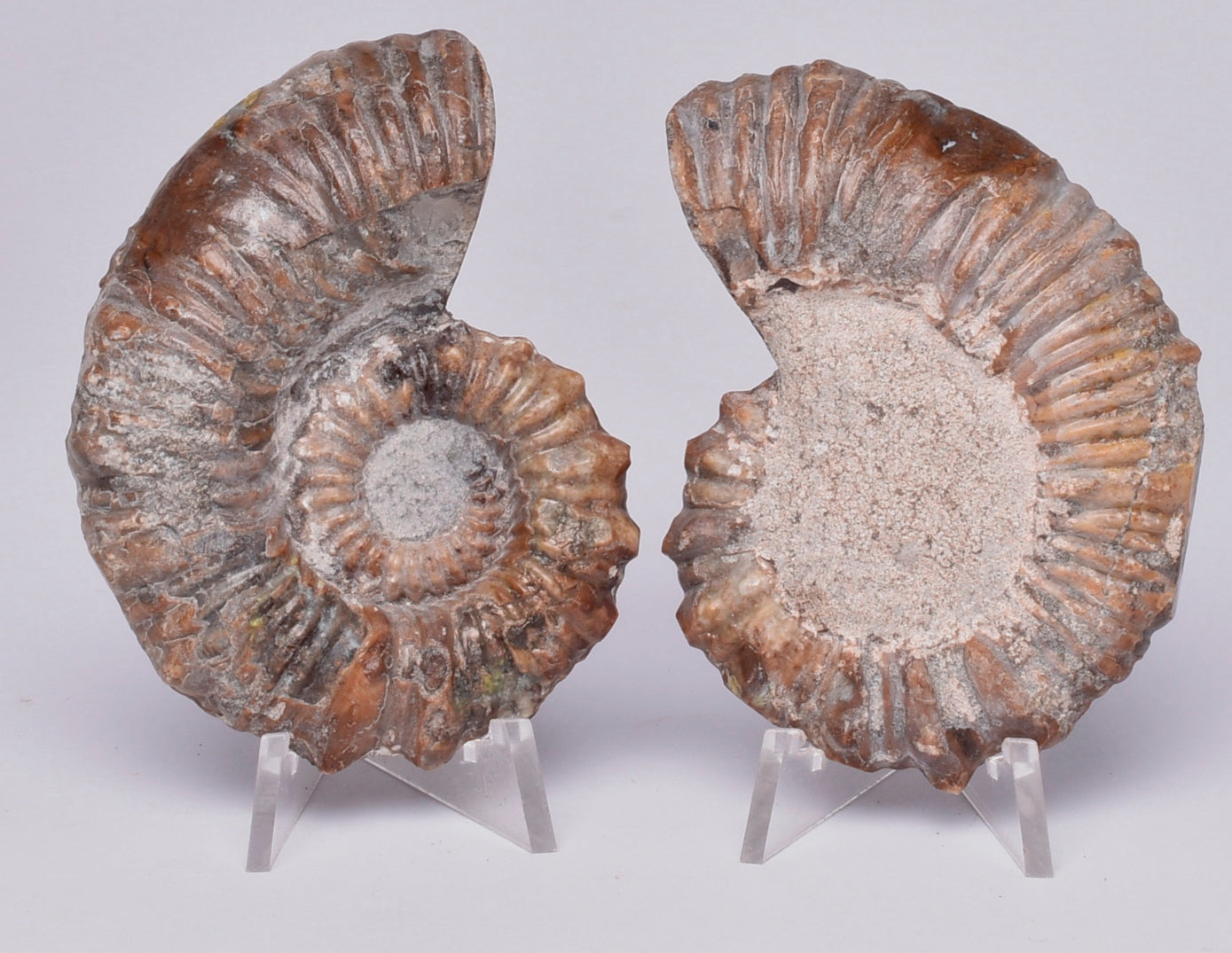 AMMONITE PAIR, Tropaeum jackii, WALSH RIVER, AUSTRALIA F114