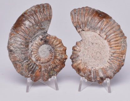 AMMONITE PAIR, Tropaeum jackii, WALSH RIVER, AUSTRALIA F114