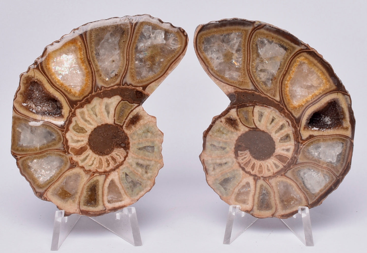 AMMONITE PAIR, Tropaeum jackii, WALSH RIVER, AUSTRALIA F114